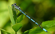 Azure Bluet (Male, Coenagrion puella)